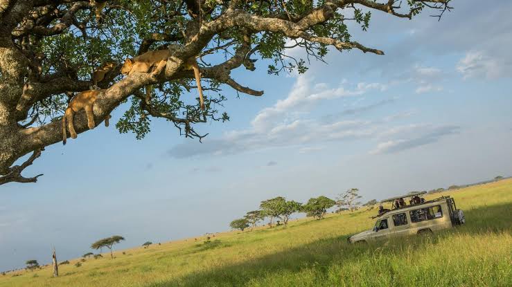 3 Day Tanzania Camping Safari to Tarangire, Ngorongoro and Manyara