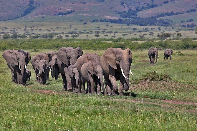 3 Days Maasai Mara Safari Kenya