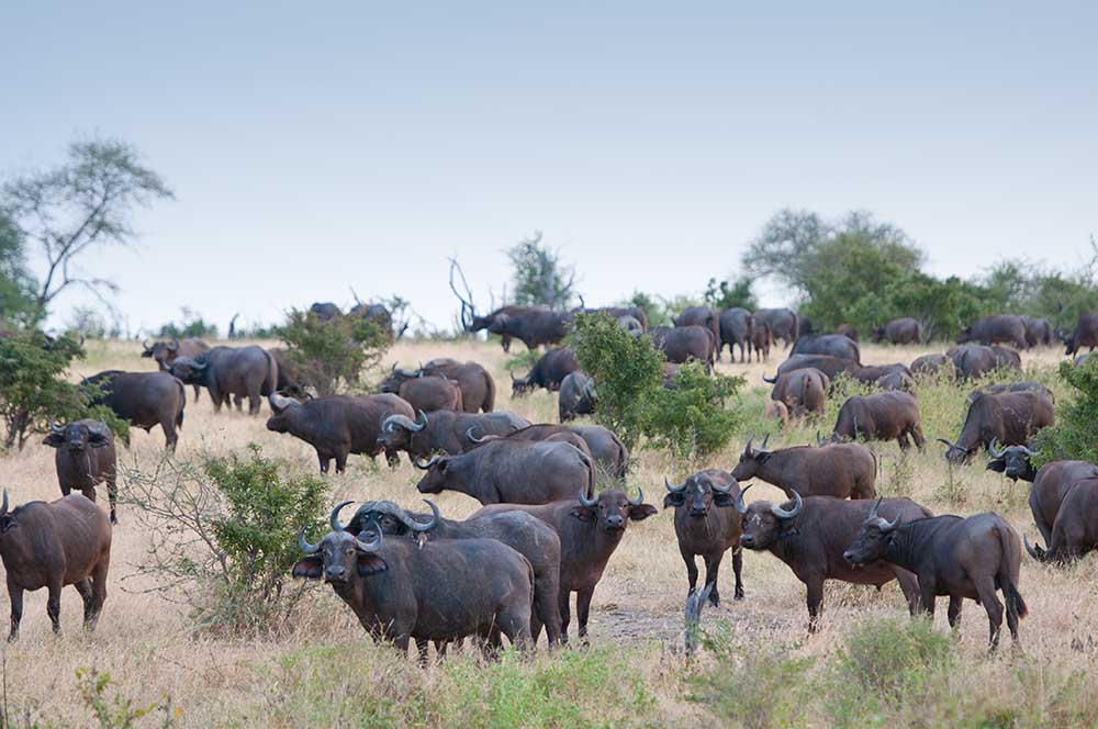 3 Days Tanzania Lodge Safaris Mikumi and Udzungwa