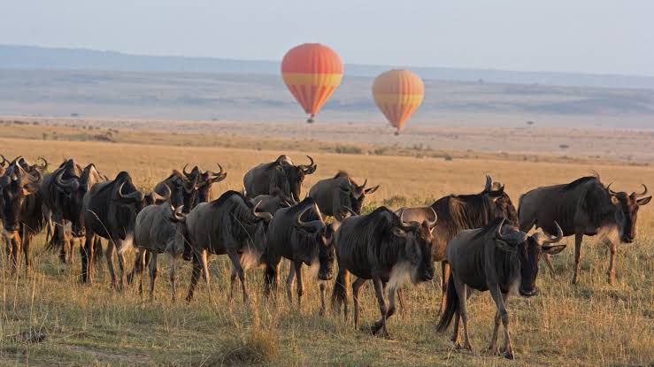 4 Days Tanzania Lodge Safari  to Tarangire, Serengeti and Ngorongoro