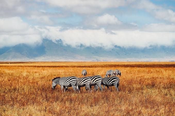 6 Day Tanzania camping Safari to Tarangire, Serengeti, Ngorongoro, and Lake Manyara