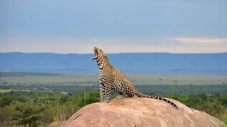 7 Day Tanzania camping Safari Tarangire, Serengeti, Ngorongoro and Lake Manyara