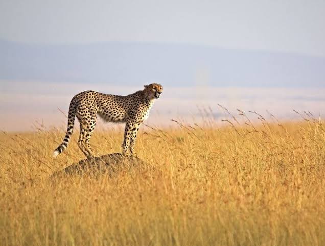 8 Day Tanzania Lodge Safaris  to Tarangire, Serengeti, Ngorongoro and Lake Manyara