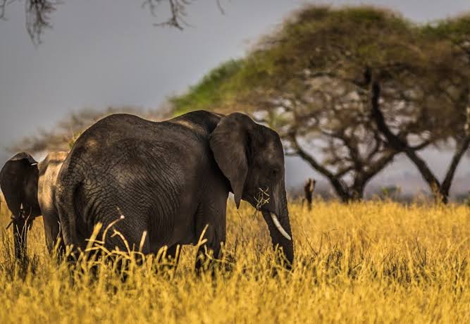 Tarangire National Park Day Trip