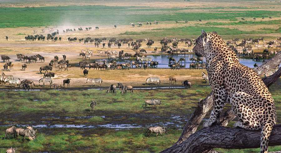 Ultimate Tanzania Kilimanjaro Trekking and Wildlife Safaris 13 Days