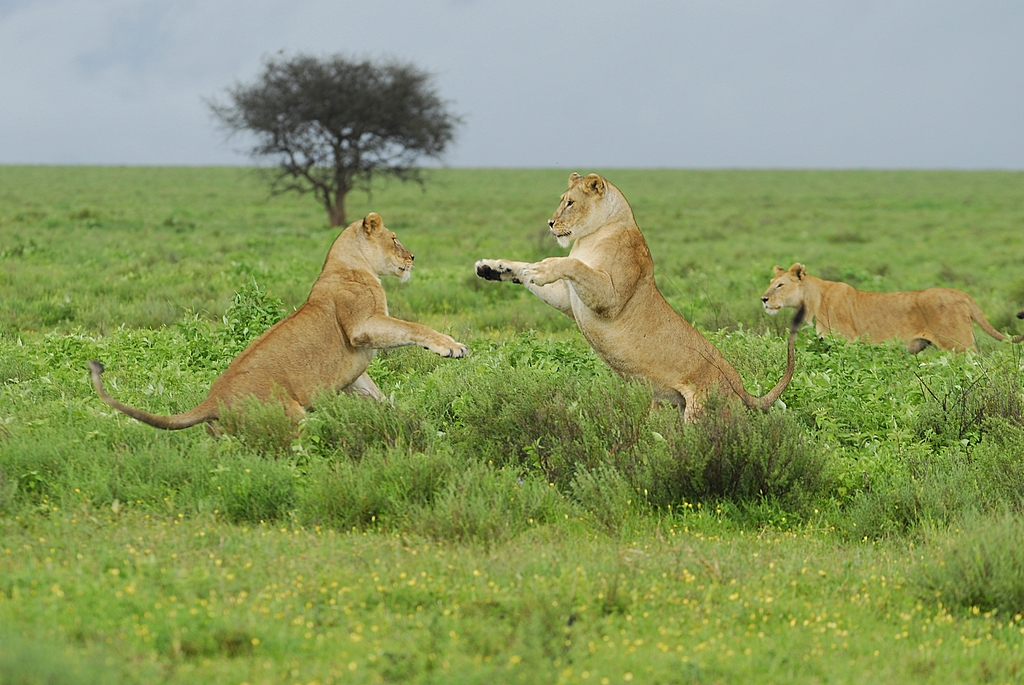 3 Days Tanzania Safari to Serengeti and Ngorongoro Short and Sweet