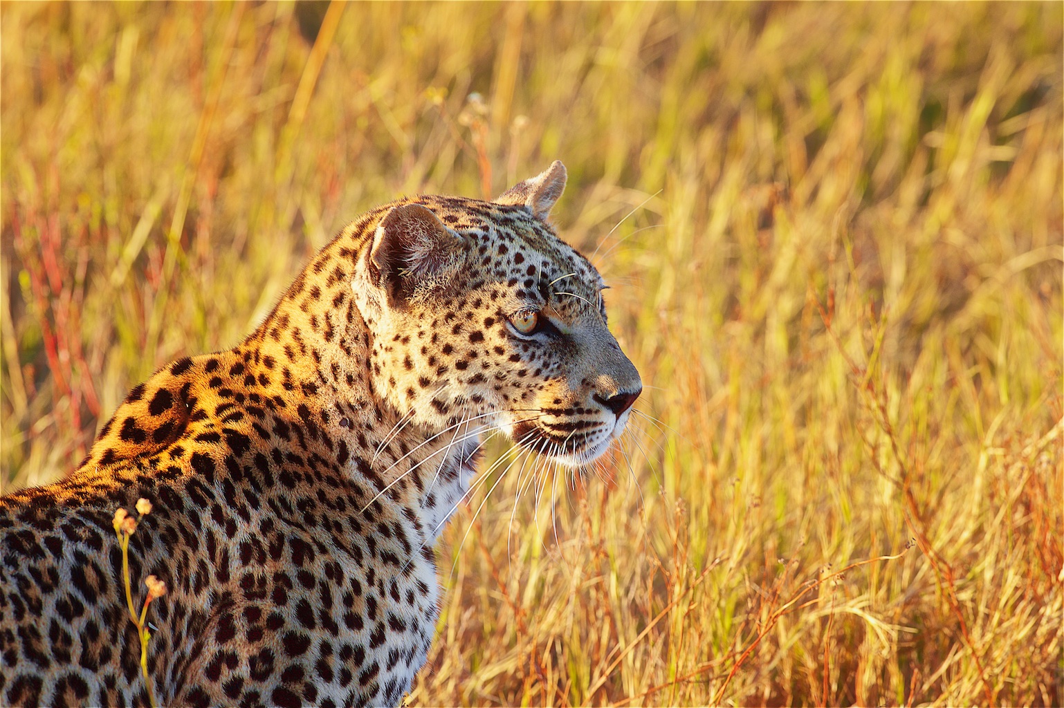 10 Days Tanzania Safari To Arusha, Tarangire, Lake Manyara, Serengeti, Ngorongoro Crater and Cultural Tours