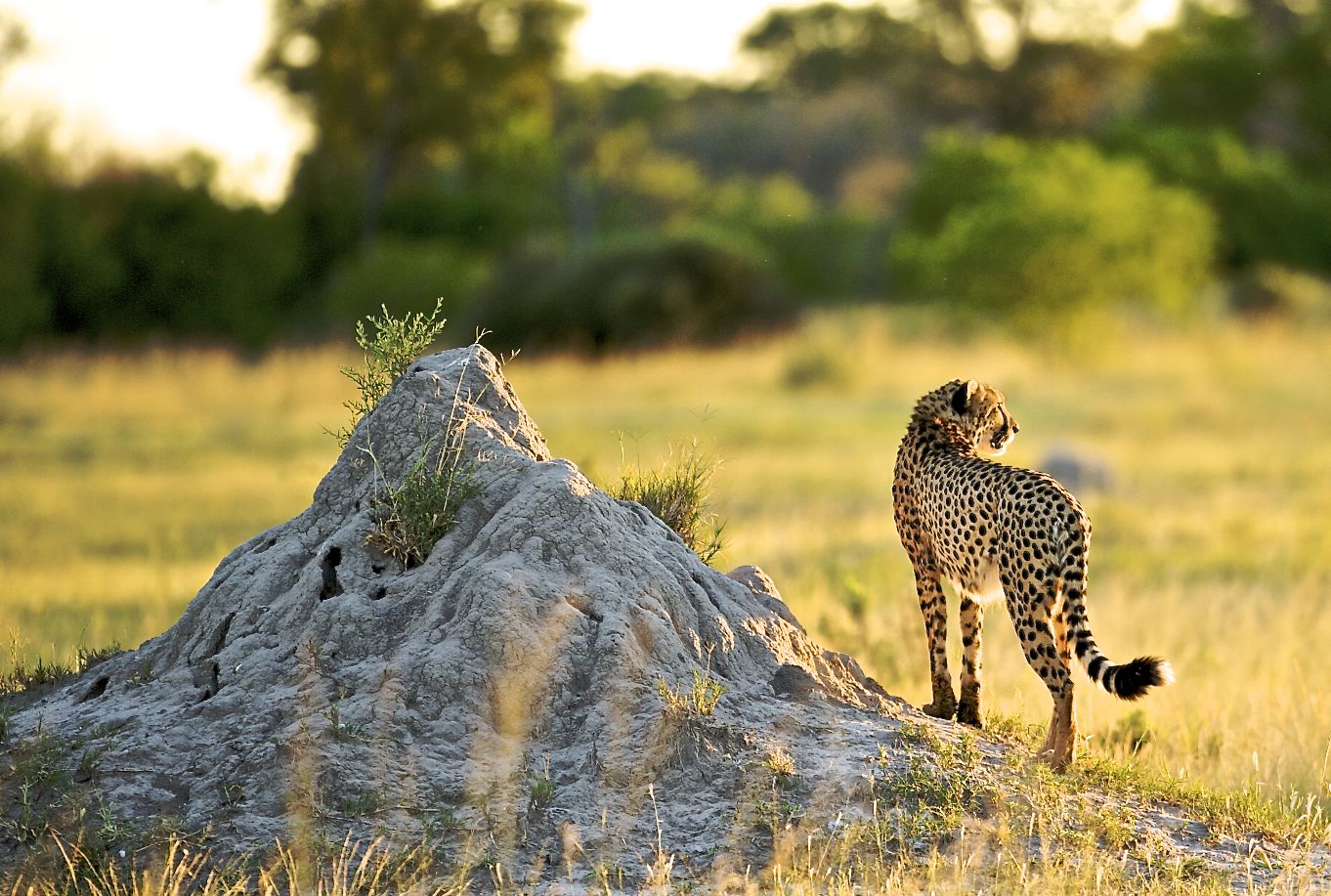 14 Days Tanzania Safaris to Tarangire, Lake Manyara, Ngorongoro Crater, Serengeti, & Zanzibar Beach