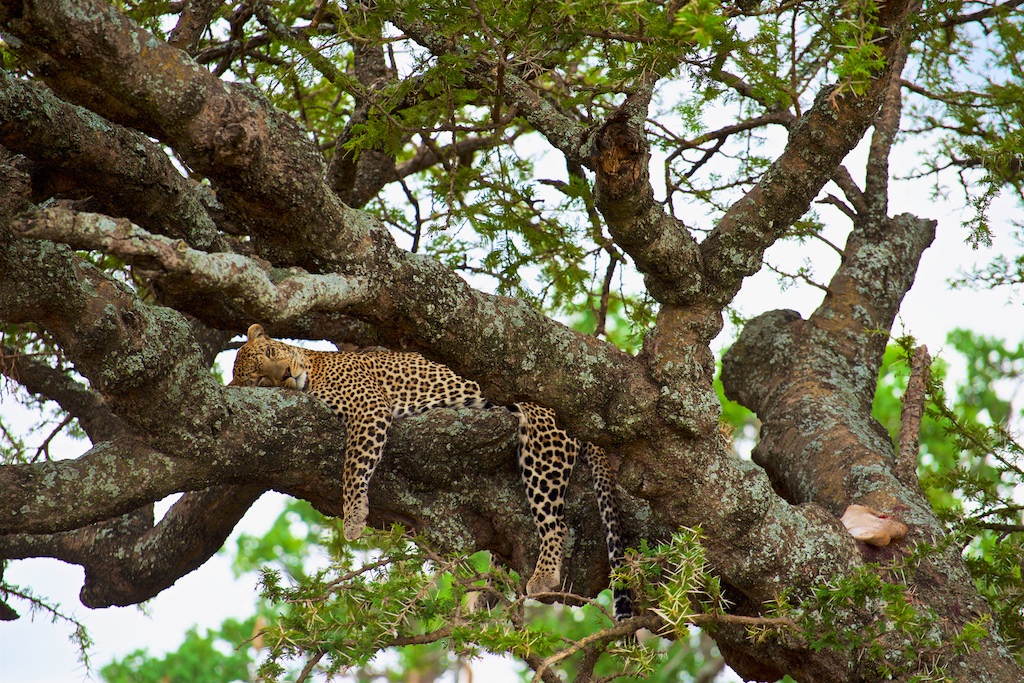 12 Days Tanzania Safaris to Tarangire, Lake Manyara, Ngorongoro Crater, Serengeti, & Zanzibar Beach Drive in Fly Out