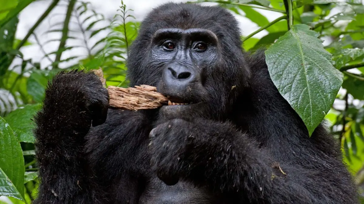 3-Day Meet Face to Face with the Gorillas