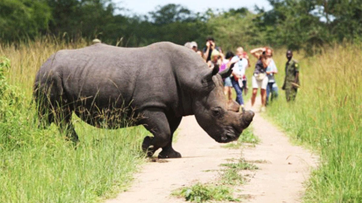 3-Day Murchison Big 5 Wildlife Safari