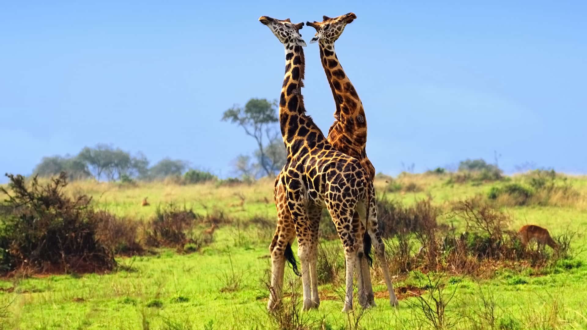 3-Day Discover Queen Elizabeth National Park