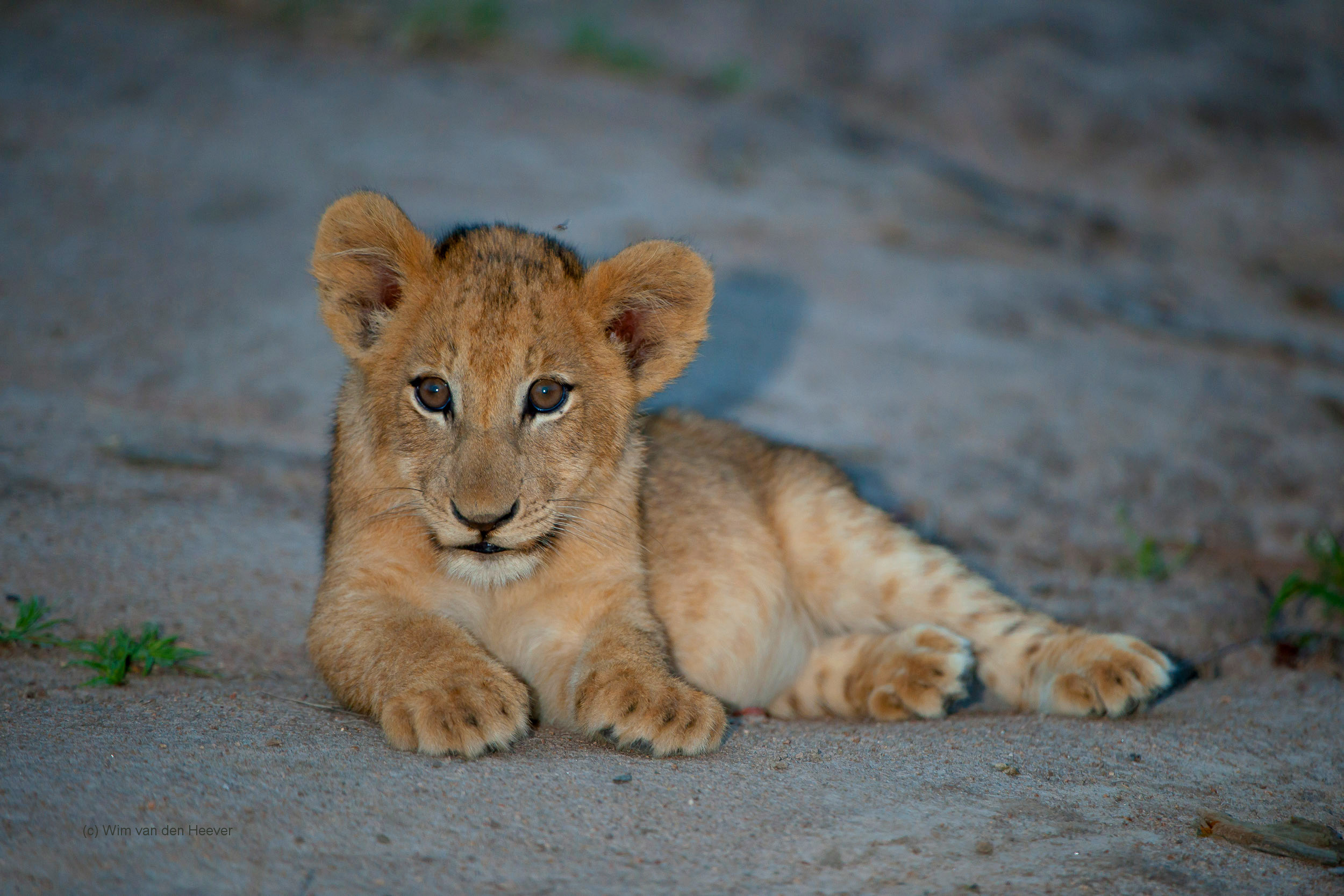 4-Day Camping Kruger National Park