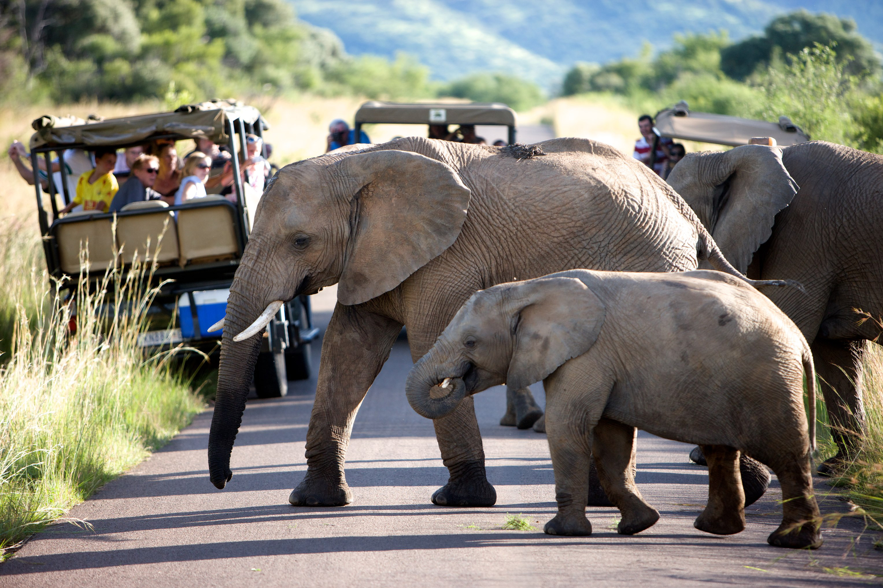 3-Day Pilanesberg (Malaria Free) Safari Package