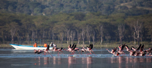 5-Day Magical Choices to L Naivasha/L Nakuru/Masai Mara